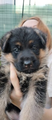 Les chiots de Berger Allemand