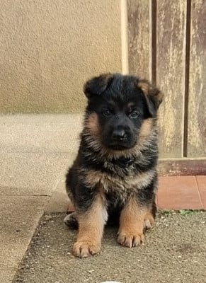 Les chiots de Berger Allemand