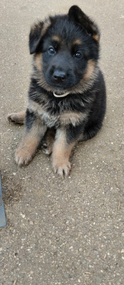 Les chiots de Berger Allemand