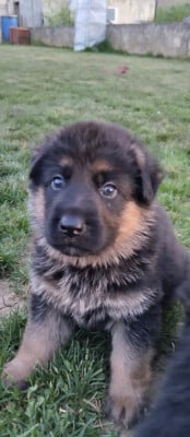 Les chiots de Berger Allemand