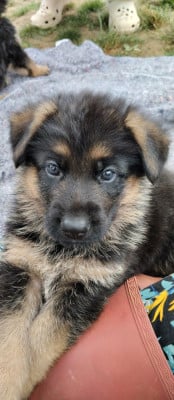 Les chiots de Berger Allemand
