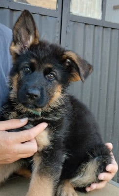 Les chiots de Berger Allemand