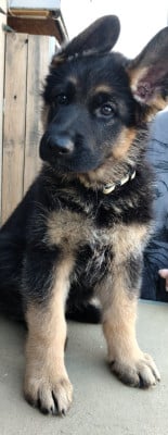 Les chiots de Berger Allemand