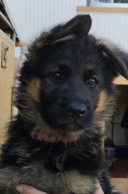 Les chiots de Berger Allemand