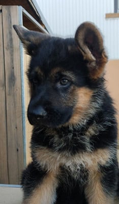 Les chiots de Berger Allemand