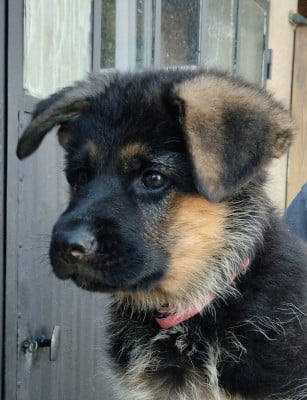 Les chiots de Berger Allemand