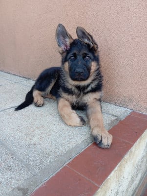 Les chiots de Berger Allemand