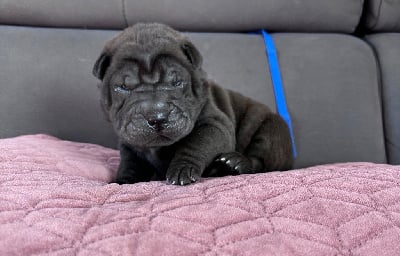 Les chiots de Shar Pei