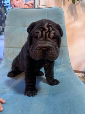 Les chiots de Shar Pei