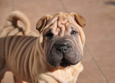 Les chiots de Shar Pei