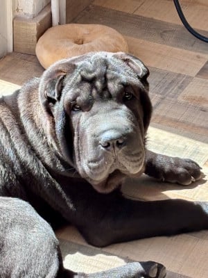 Les chiots de Shar Pei