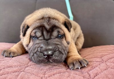Les chiots de Shar Pei