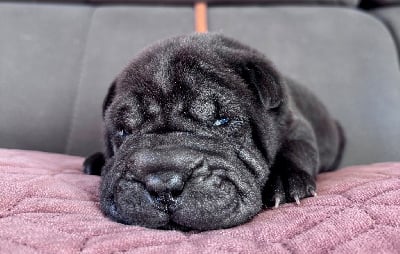 Les chiots de Shar Pei