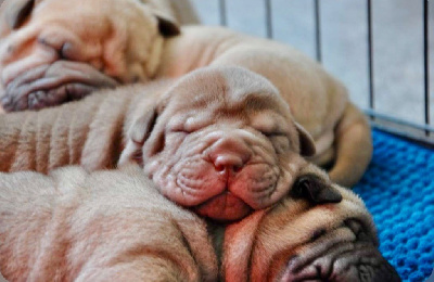 Les chiots de Shar Pei