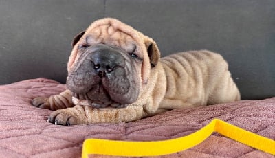 Les chiots de Shar Pei
