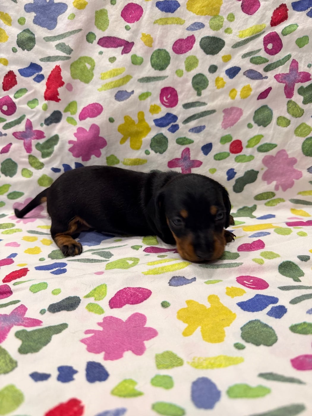 Chiot N°5