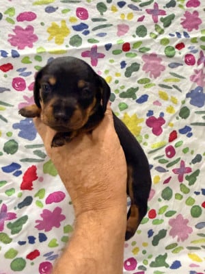 Les chiots de Teckel poil ras