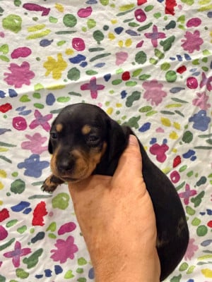 Les chiots de Teckel poil ras