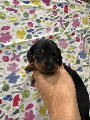 Les chiots de Teckel poil ras