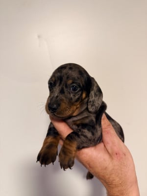 Les chiots de Teckel poil ras