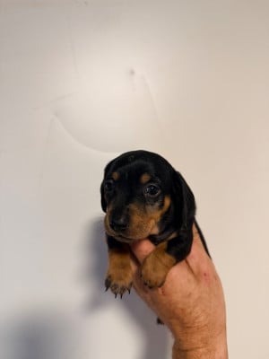 Les chiots de Teckel poil ras