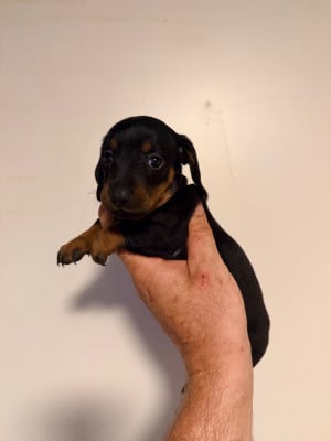 Les chiots de Teckel poil ras