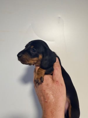 Les chiots de Teckel poil ras