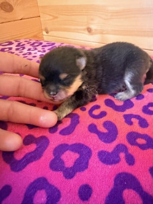 Les chiots de Spitz allemand
