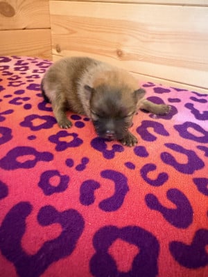 Les chiots de Spitz allemand