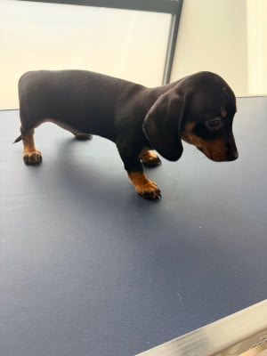 Les chiots de Teckel poil ras