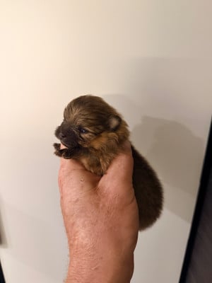 Les chiots de Spitz allemand