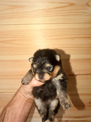 Les chiots de Spitz allemand