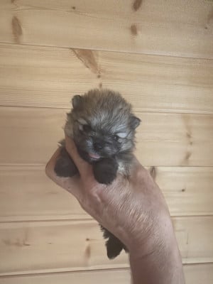 Les chiots de Spitz allemand