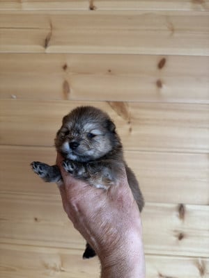 Les chiots de Spitz allemand