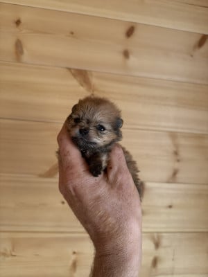 Les chiots de Spitz allemand