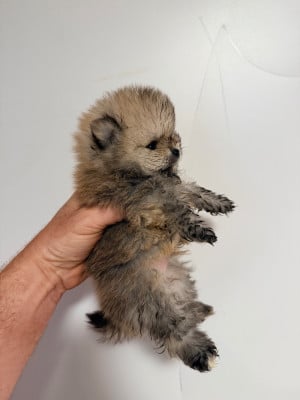 Les chiots de Spitz allemand