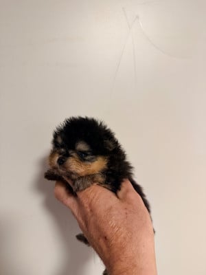 Les chiots de Spitz allemand