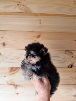 Les chiots de Spitz allemand