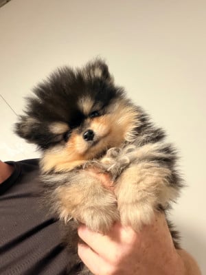 Les chiots de Spitz allemand