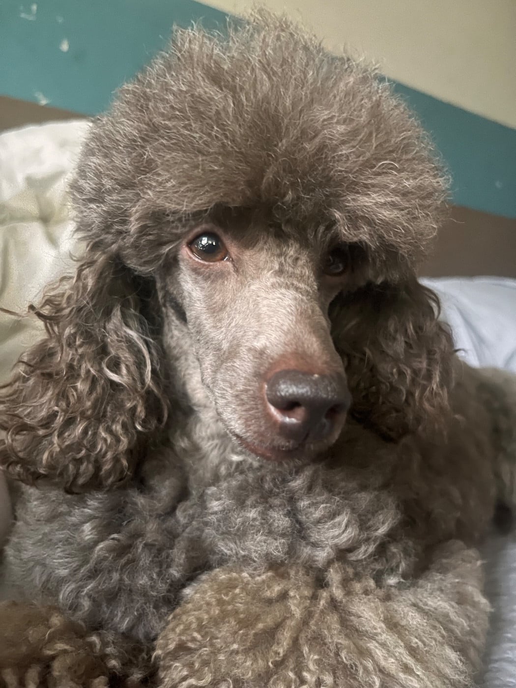 Un espoir des cerbois de la cheneveyre Titre Initial