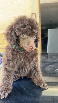 Les chiots de Caniche
