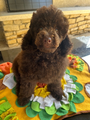 Les chiots de Caniche