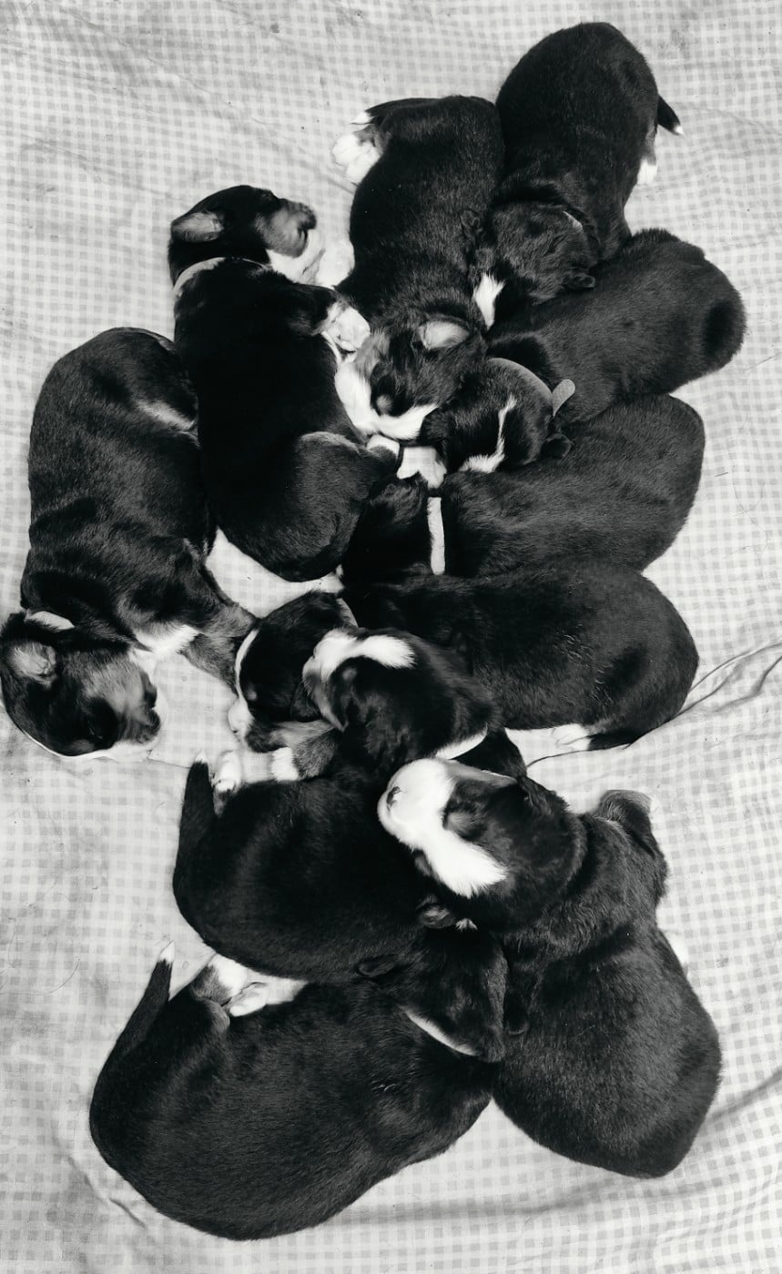 Bouvier Bernois - Des Merveilles De La Nature