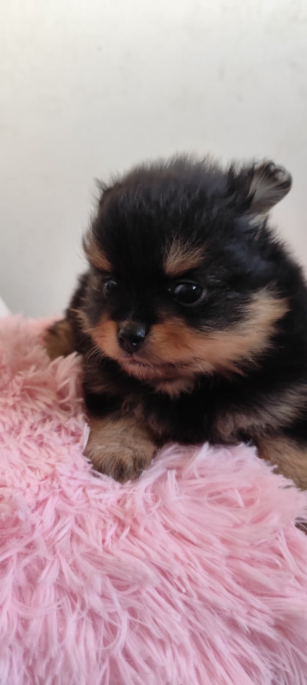 CHIOT 1 - Spitz allemand