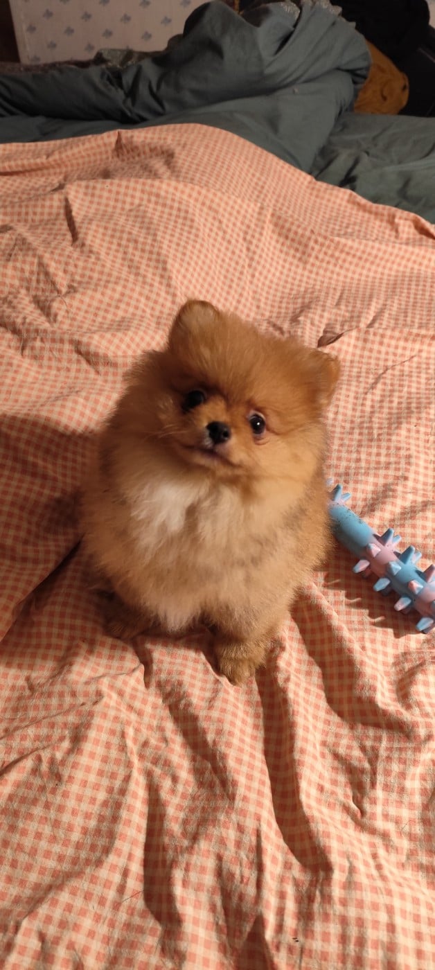 Spitz allemand - Des Merveilles De La Nature