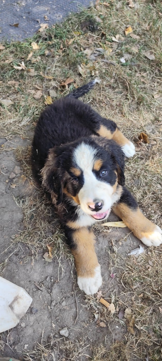 Chiot N°4