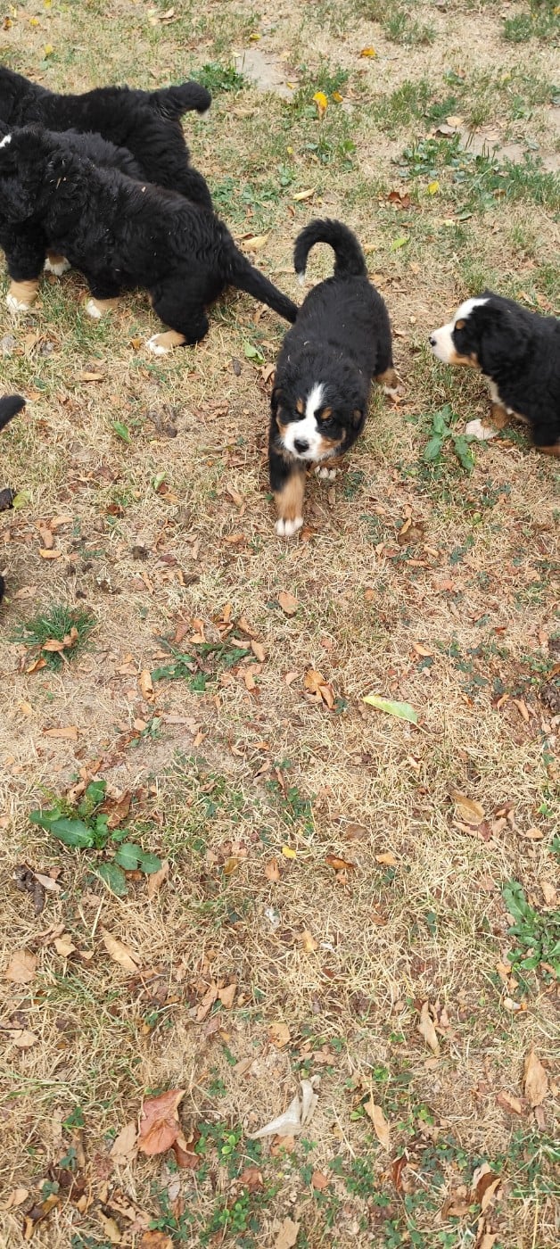 Chiot N°4