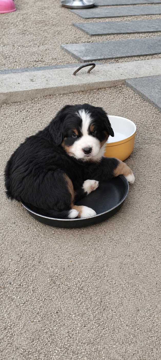 Chiot N°3