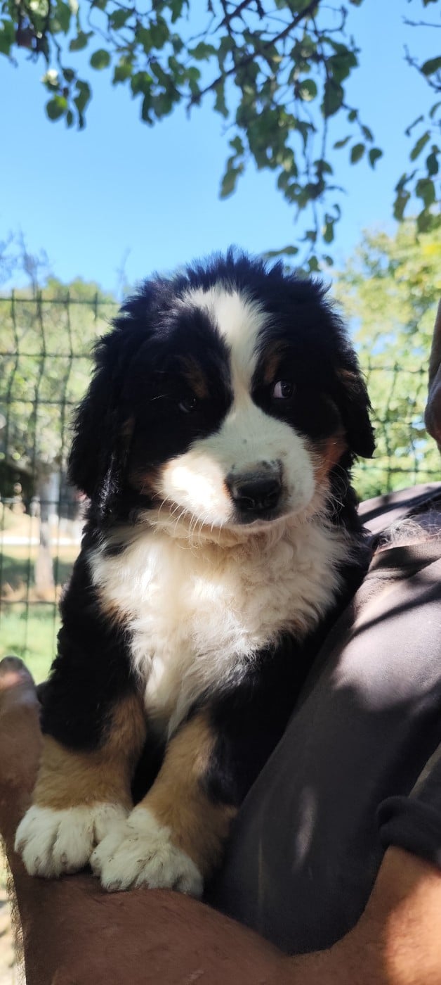 Chiot N°3