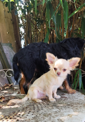 Les chiots de Chihuahua